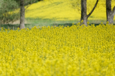Field of full of rapeseed  (Brassica napus)  in Schleswig-Holstein