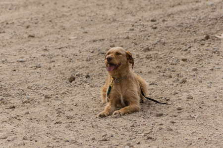 Future rescue dogs at the Federal Agency for Technical Relief are checked in ruins and forests のeditorial素材