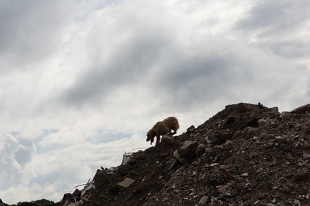 Ruins and forests as a training ground for future rescue dogs at the Federal Agency for Technical Relief のeditorial素材