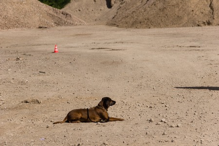 Ruins and forests as a training ground for future rescue dogs at the Federal Agency for Technical Relief のeditorial素材