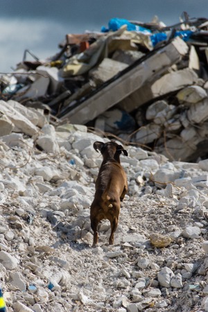 Ruins and forests as a training ground for future rescue dogs at the Federal Agency for Technical Reliefのeditorial素材