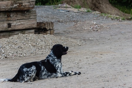 Ruins and forests as a training ground for future rescue dogs at the Federal Agency for Technical Reliefのeditorial素材