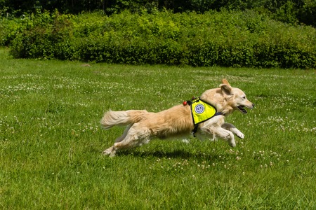 Ruins and forests as a training ground for future rescue dogs at the Federal Agency for Technical Reliefのeditorial素材