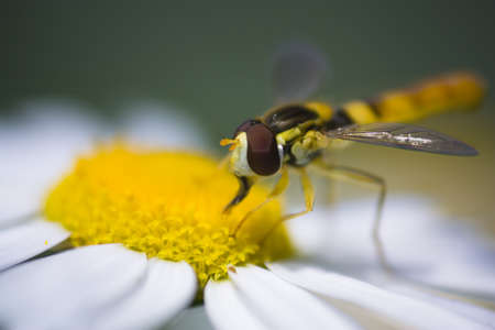 Hover fly collecting polen from a daisy