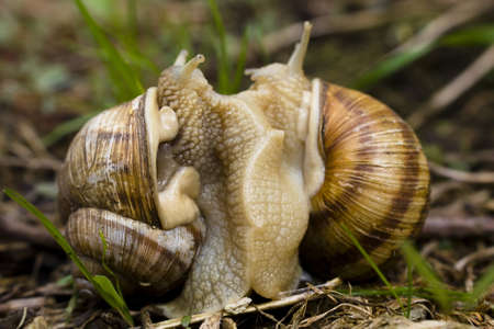 Two snails mating