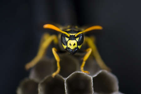Wasp Guarding Nestの写真素材