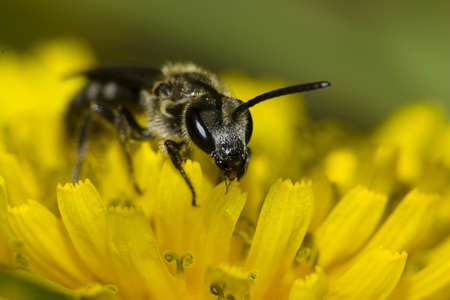 Wasp collecting pollen