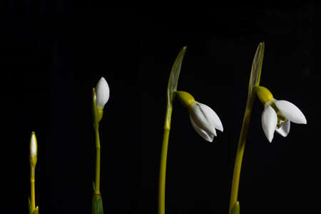 Four stages of snow drop blossomの写真素材