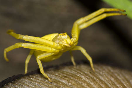 A crab spider on a mushroomの写真素材