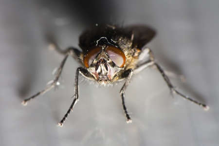 house fly close up