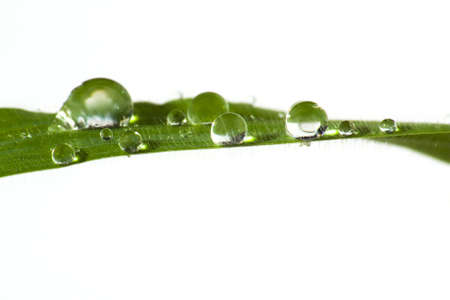 Blade of grass with water drops