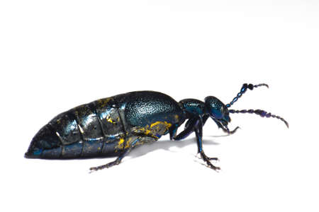 Macro beetle isolated against a white backgroundの写真素材