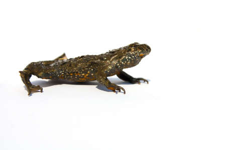 Common brown frogの写真素材