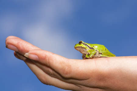 Green european tree frog sitting in the palm of a hand against a blue skyの写真素材
