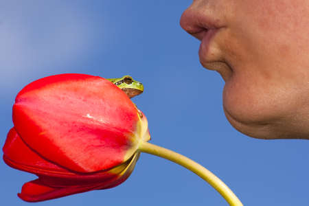 Green european tree frog sitting on a red tulip about to get kissedの写真素材