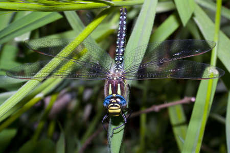 Dragonfly sitting on a blade of grassの写真素材