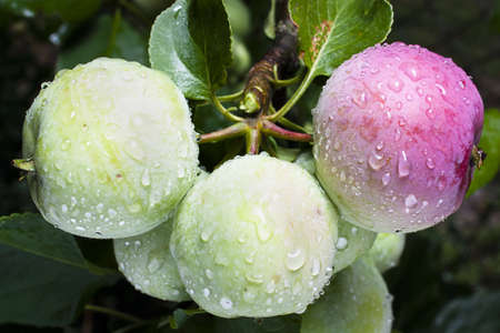 Apples growing on a tree ranch with rain droplets after a stormの写真素材