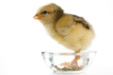 Fluffy newly born chick standing in feed bowlの写真素材