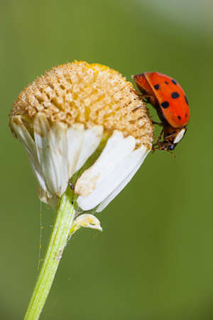 Ladybug or ladybird sitting on a dead daisy flower against a vibrant green backdropの写真素材