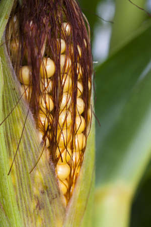 Sweetcorn or maize in close up rimpening on the plant