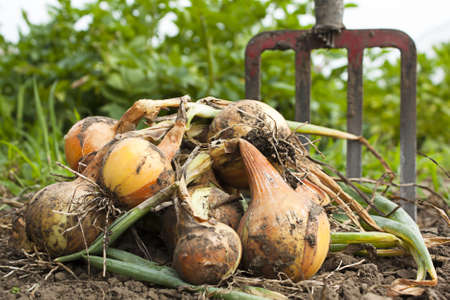 Freshly harvested onions with a garden forkの写真素材