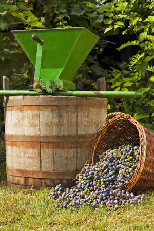 Freshly harvested wine grapes spilling from a whicker basket with a wine barrel and a vintage grape crusherの写真素材