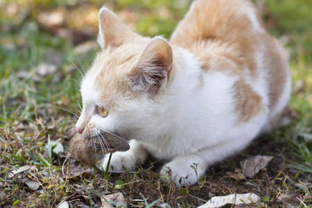 Ginger and white kitten with its prey of a mouseの写真素材
