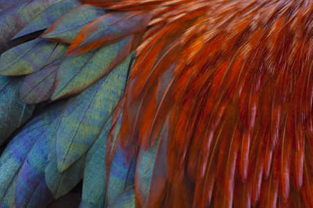 Brightly coloured feathers of a rooster as a background textureの写真素材