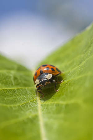 Ladybug or lady bird insect sitting on a leaf