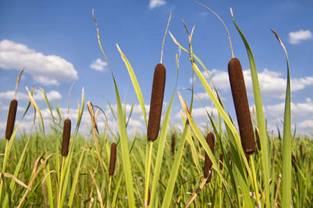 Bullrushes or cattails against a beautiful blue sky with cloudsの写真素材