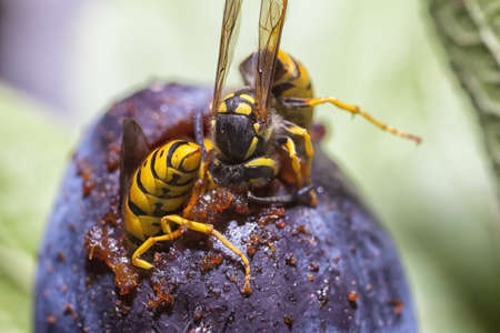 European paper wasps eating a plum fruit in close up