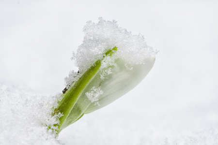 First delicate Snow drops of winter shrowded in snowの写真素材