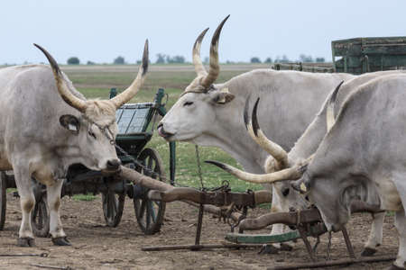 Traditional Hungarian Grey Steer in the Hortobagy national Park Hungaryの写真素材