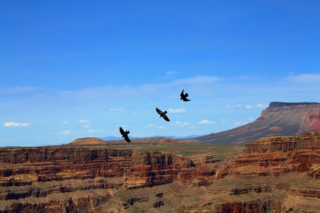 Eagles circling in the skies over the Grand Canyon