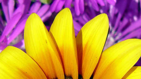 Yellow petalsの写真素材