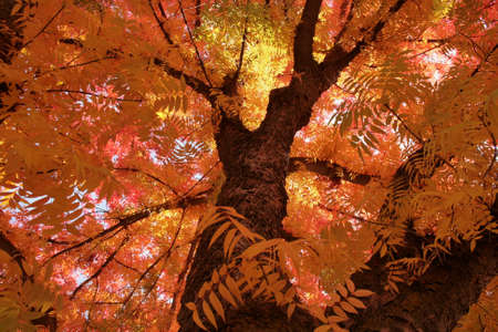 Autumn Treeの写真素材