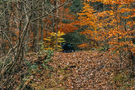 A Group of Men Far off on a Forest Trail