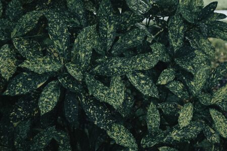 A Close up Shot of a Dark Green Bushの写真素材