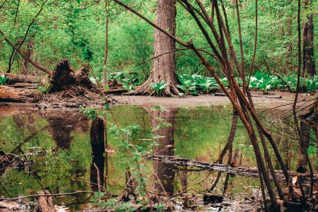 A photograph of a swamp where the image reflects off of the waterの写真素材