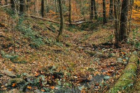 A Low Down Photograph of a Large Rock and the Forest Floor.