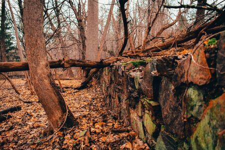 A Shot of a Mossy Wall in a Forestの写真素材