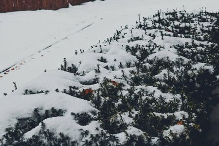A Photograph of a Bush Covered in Snowの写真素材
