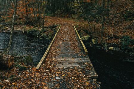 A Centered Photograph of a Bridge in an Autumn Forestの写真素材