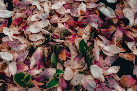 A White Rust Stained Fountain Against a Brick Wall inside a Courtyard.の写真素材