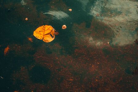 A Shot of a Bright Orange Leaf Floating Through a Creekの写真素材