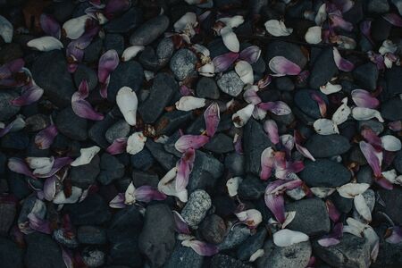 A Photograph of Pink Flower Petals with Gray Rocksの写真素材