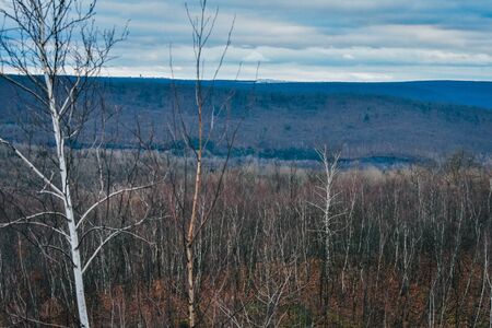 A Photograph of a Mountain Landscape Riddled with dead trees.の写真素材