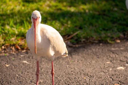 A Shot of a Male American White Ibis