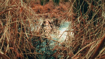 A View of a Puddle Through Dead Blades of Orange Grass