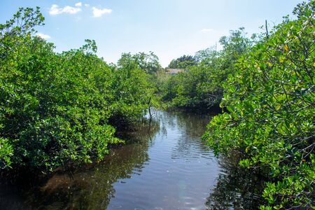 A Shot of a Small River in Floridaの写真素材